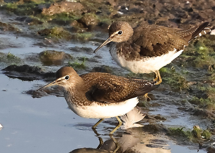 Green Sandpiper