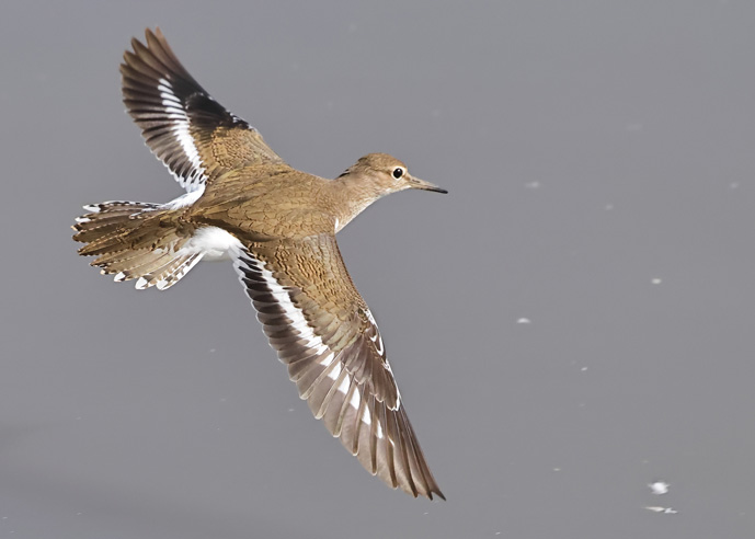 Common Sandpiper