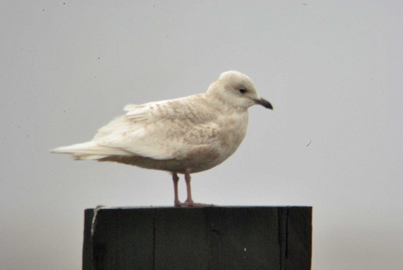 Iceland Gull