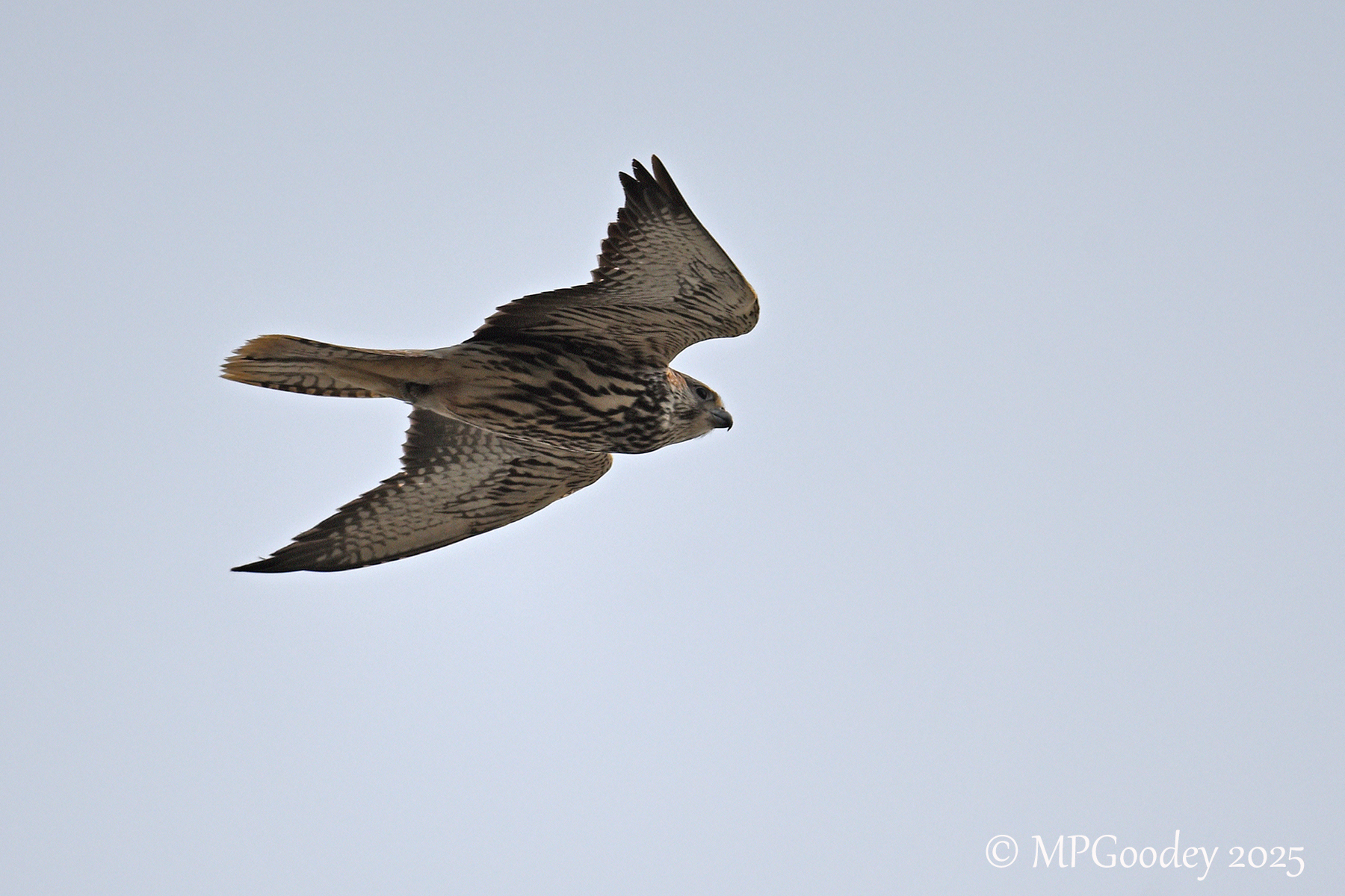 Saker Falcon
