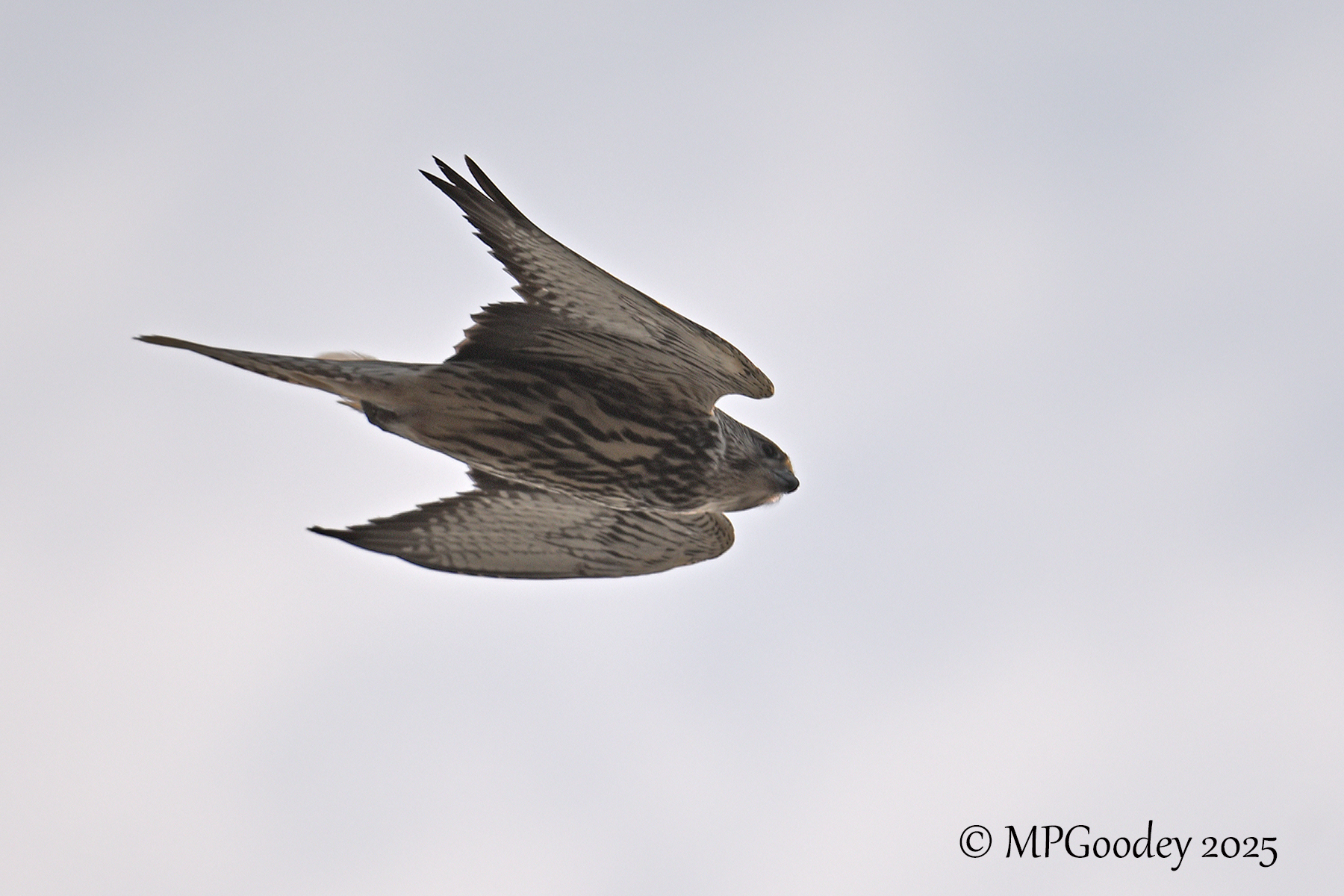 Saker Falcon