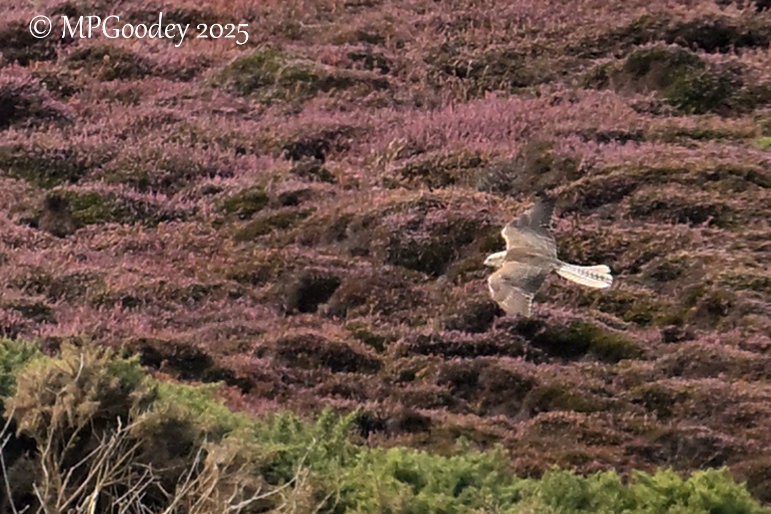 Saker Falcon
