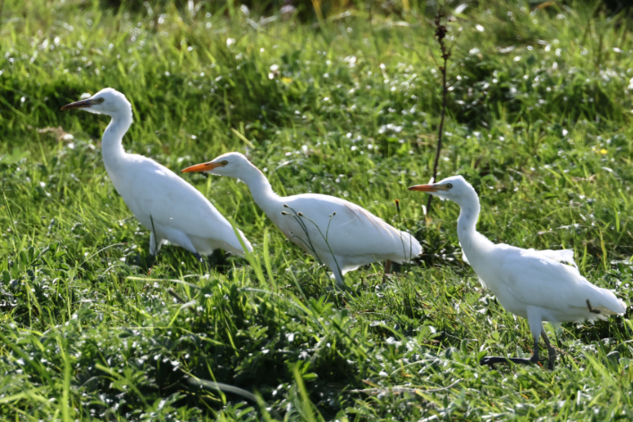 Cattle Egret