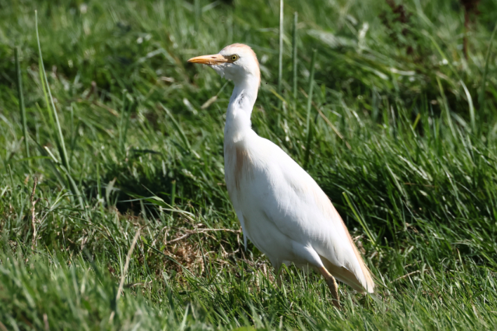 Cattle Egret