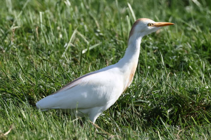 Cattle Egret