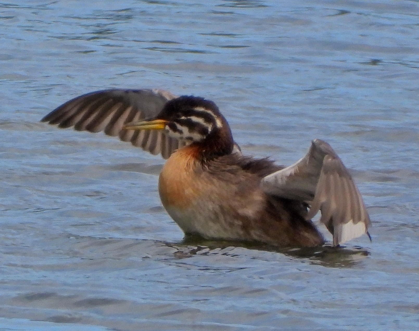 Red-necked Grebe