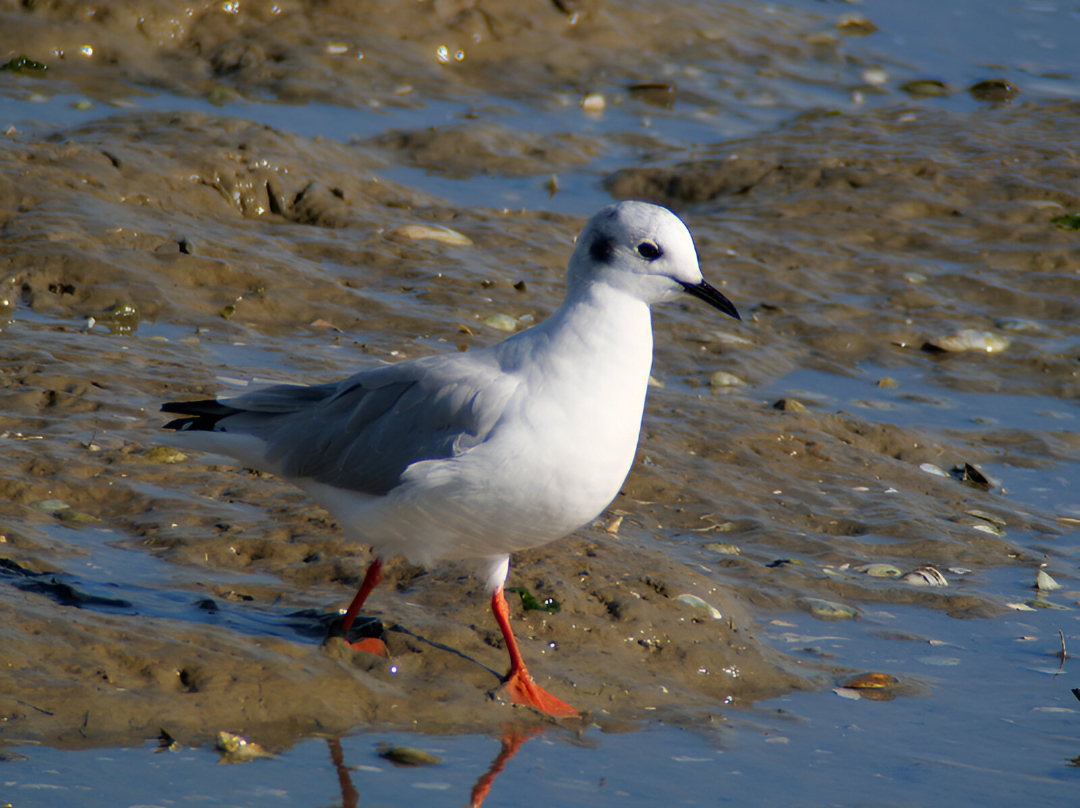 Bonaparte's Gull