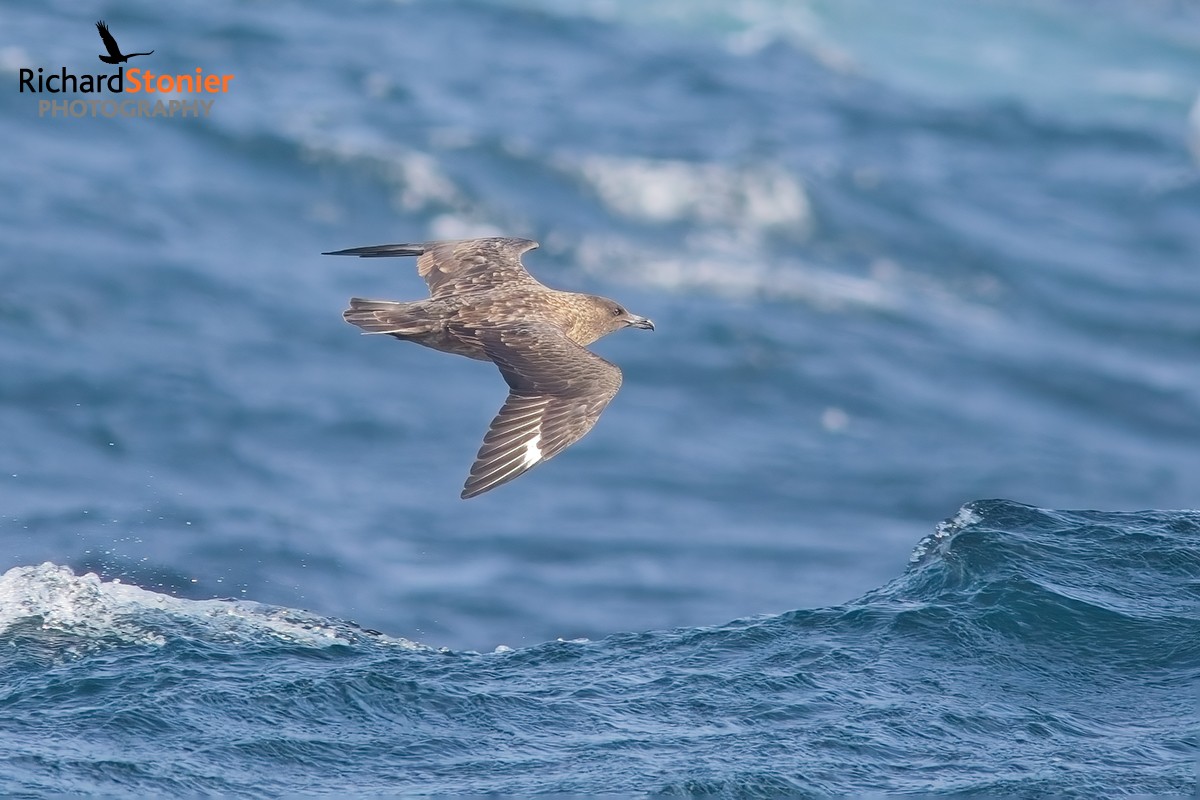 Great Skua