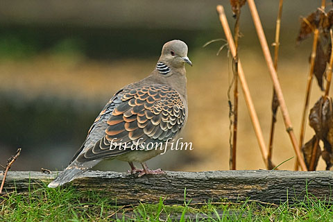 Rufous Turtle Dove
