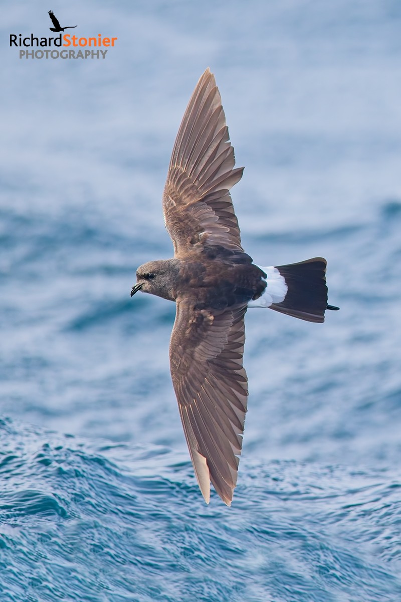 Wilson's Petrel