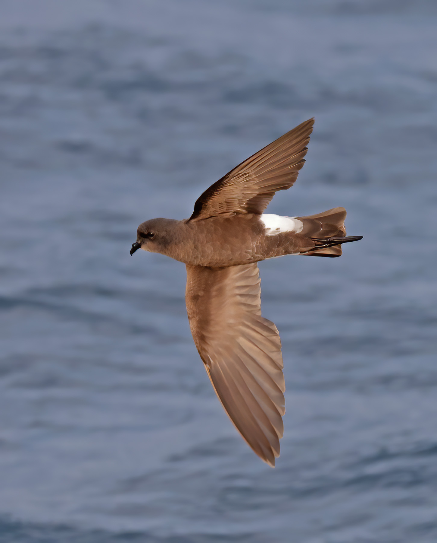 Wilson's Petrel