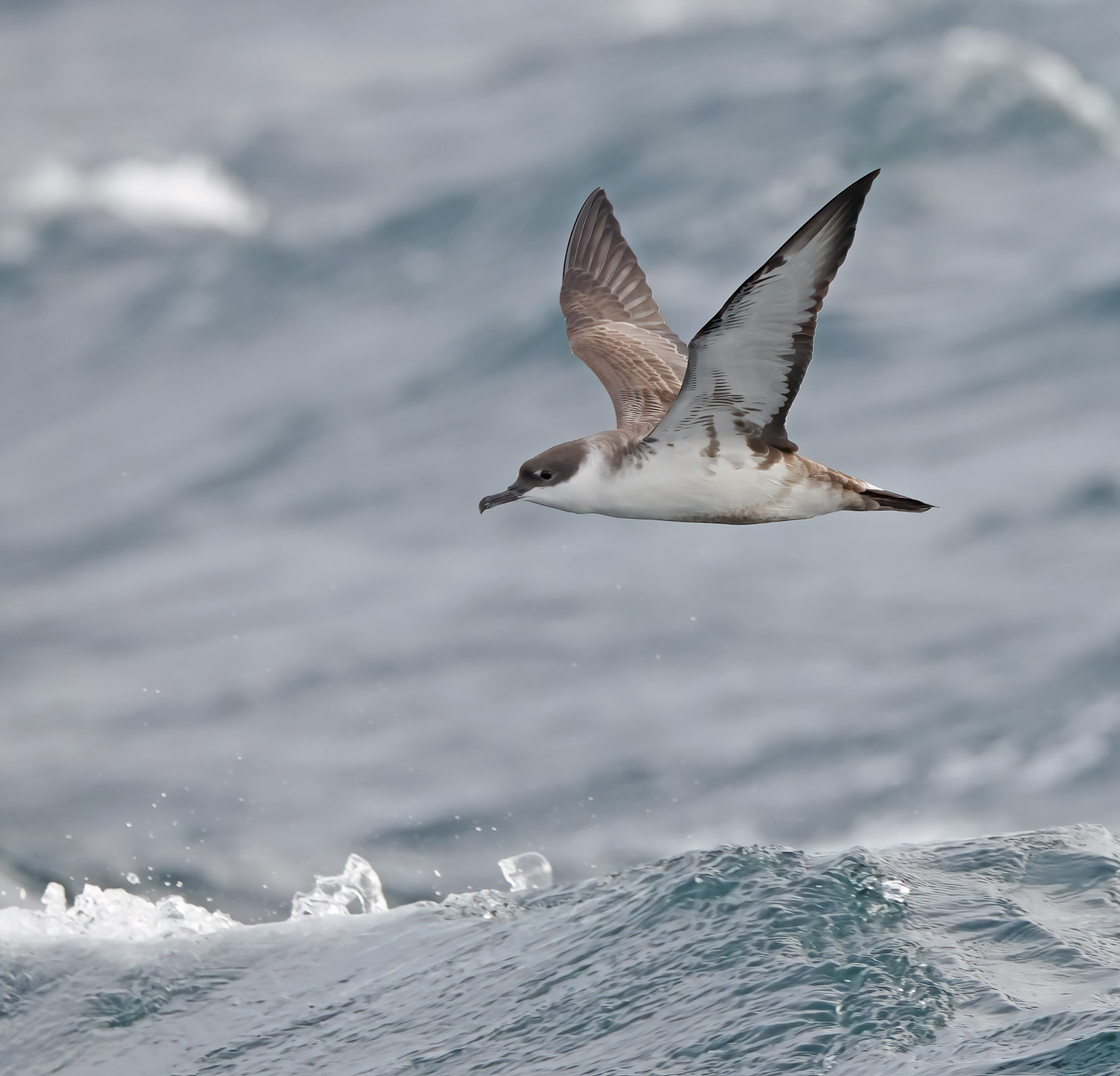 Great Shearwater