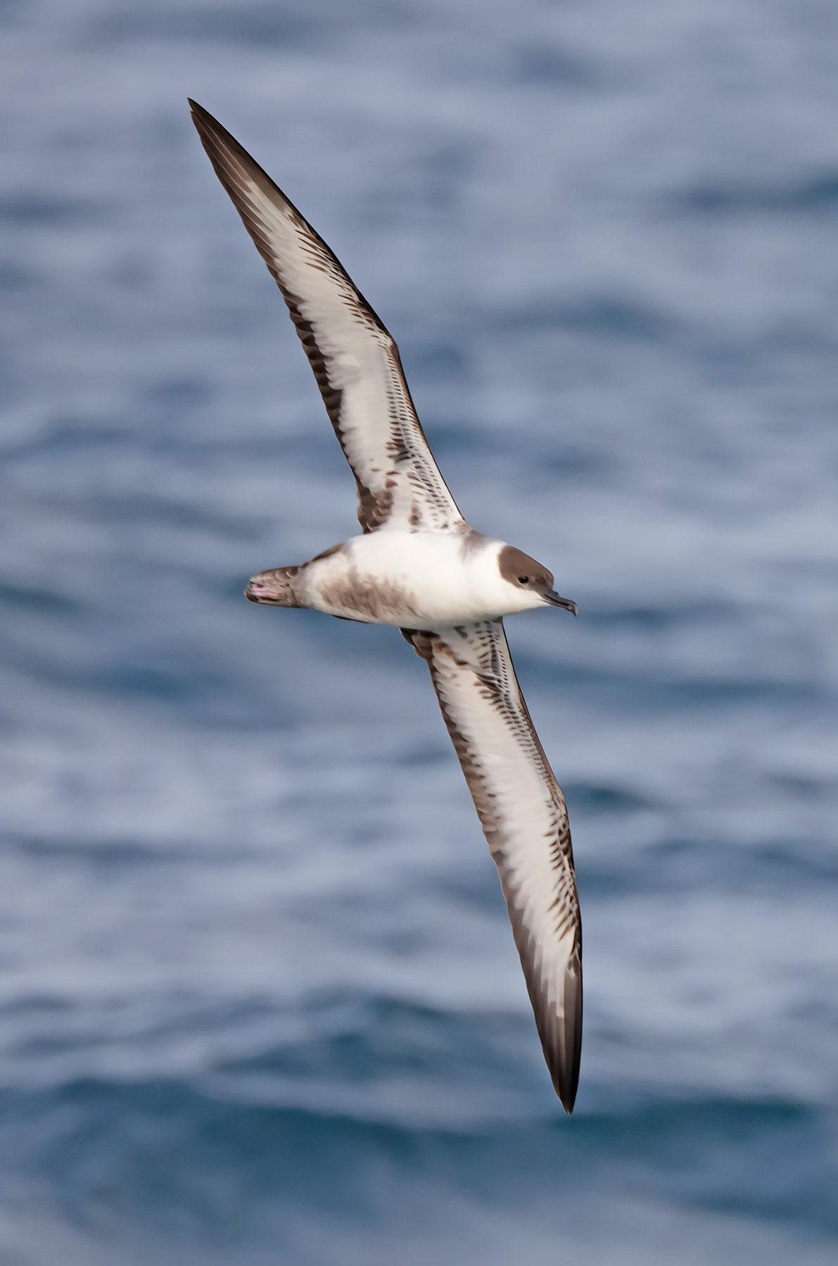 Great Shearwater