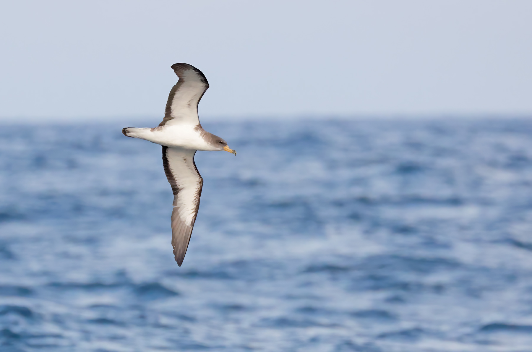 Cory's Shearwater