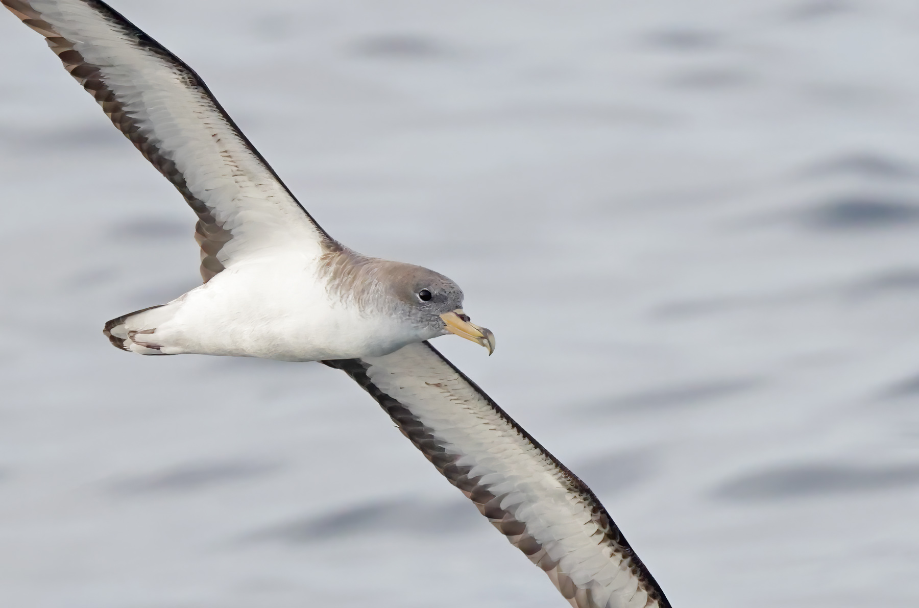 Cory's Shearwater