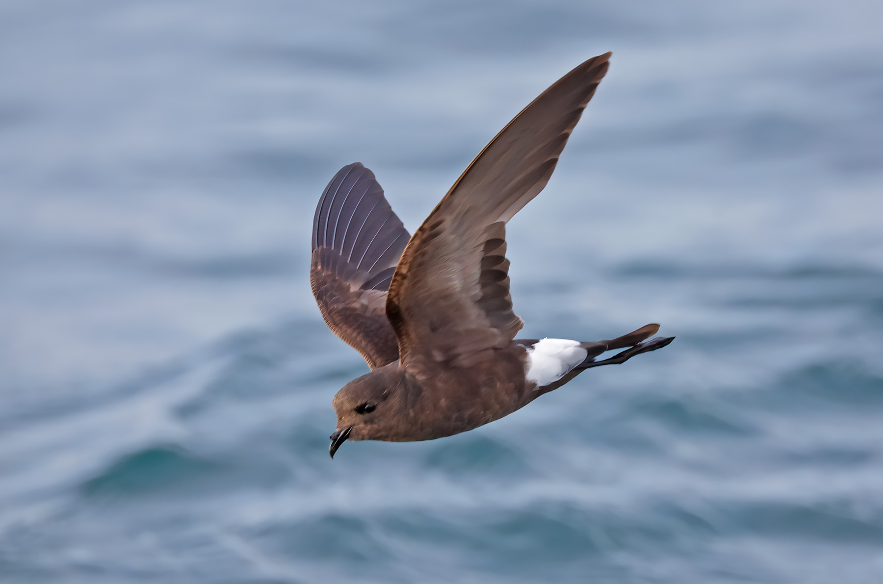 Wilson's Petrel