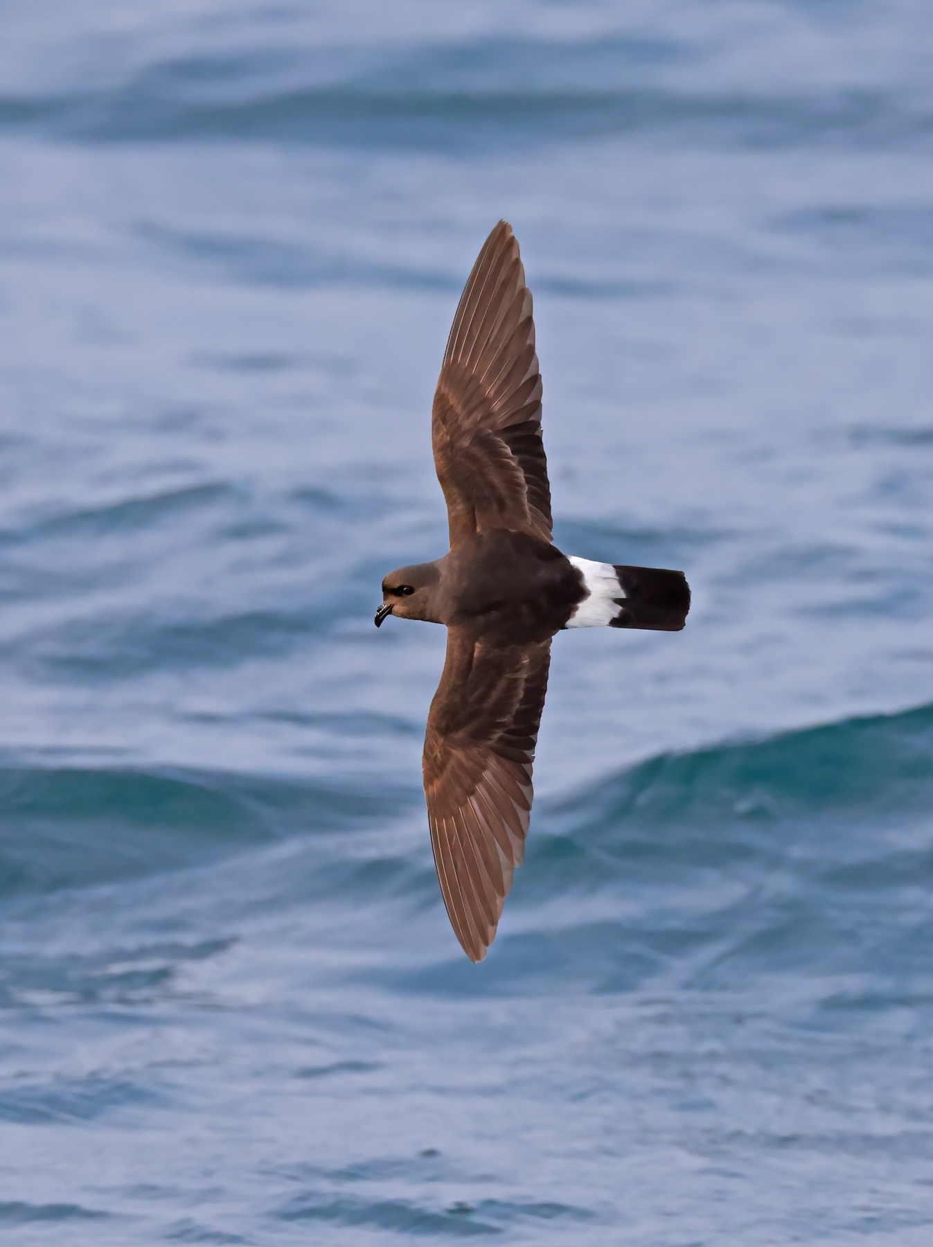 Storm Petrel