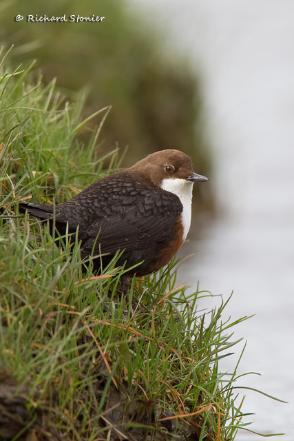 Dipper