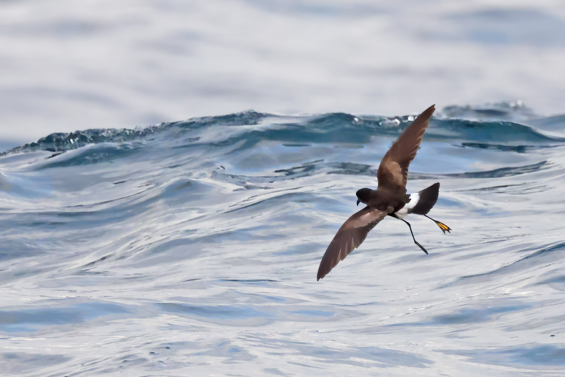 Wilson's Petrel