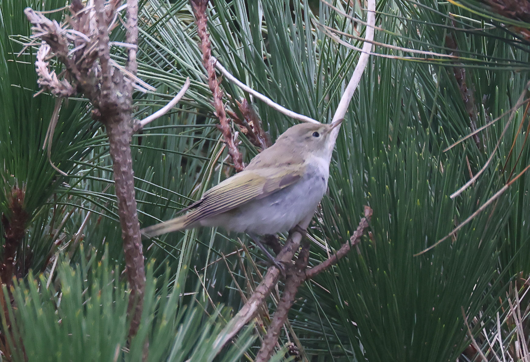 Western Bonelli's Warbler