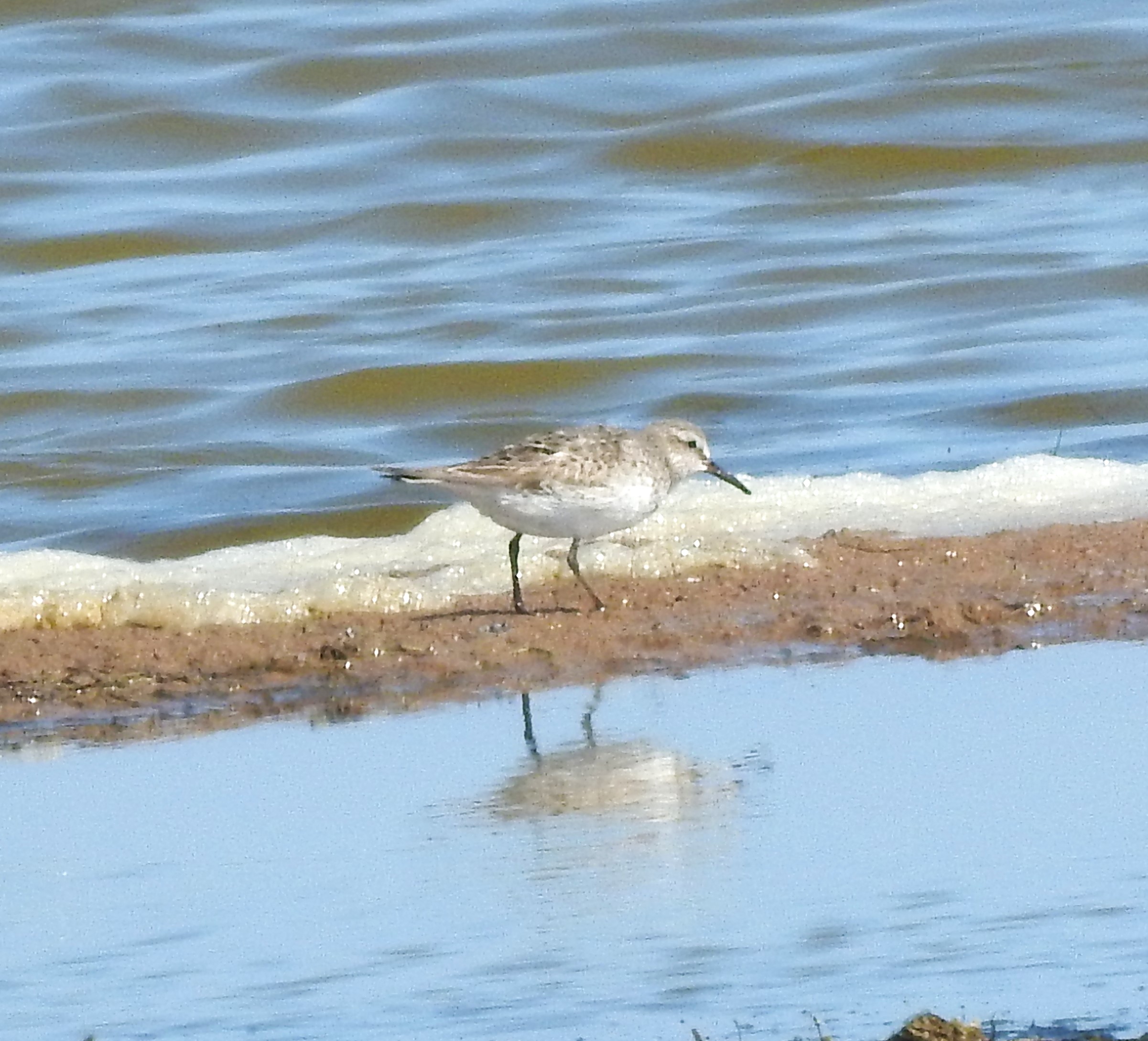 White-rumped Sandpiper