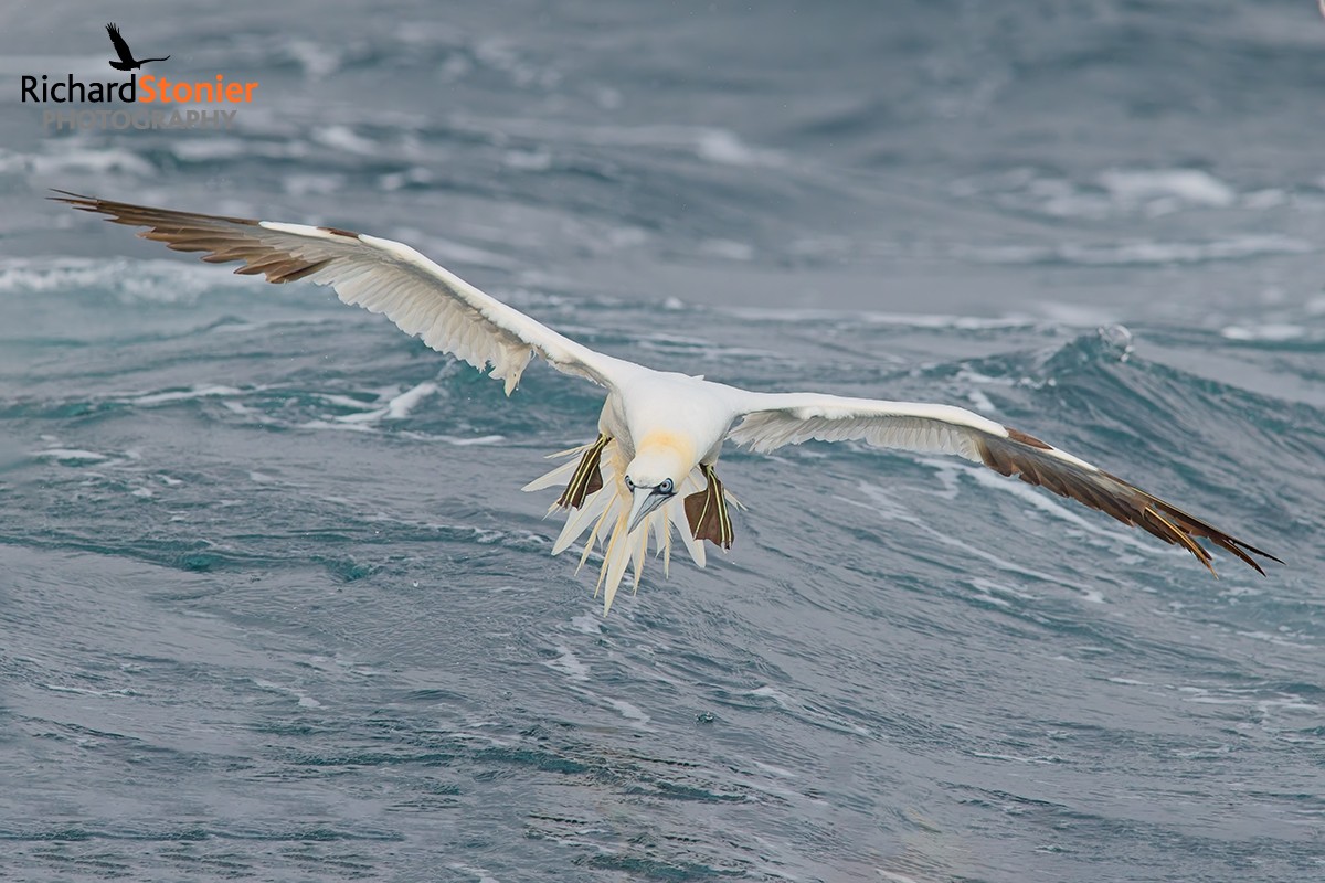 Gannet