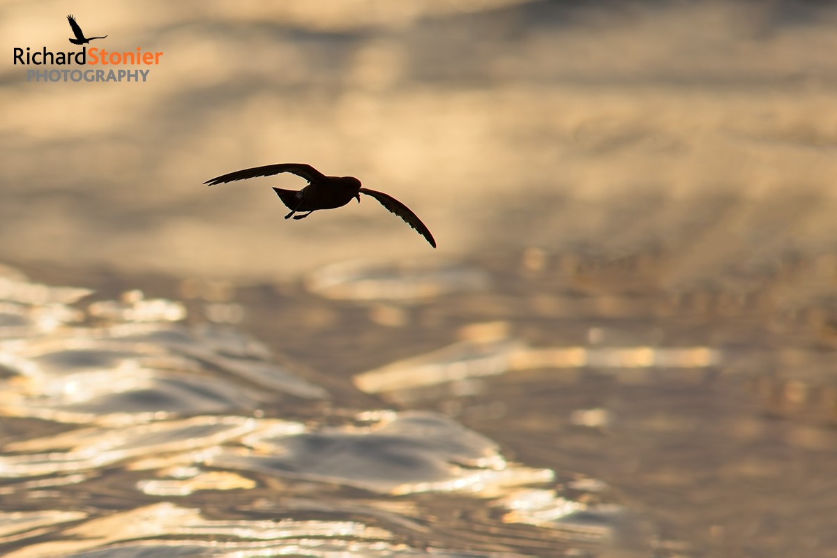 Storm Petrel