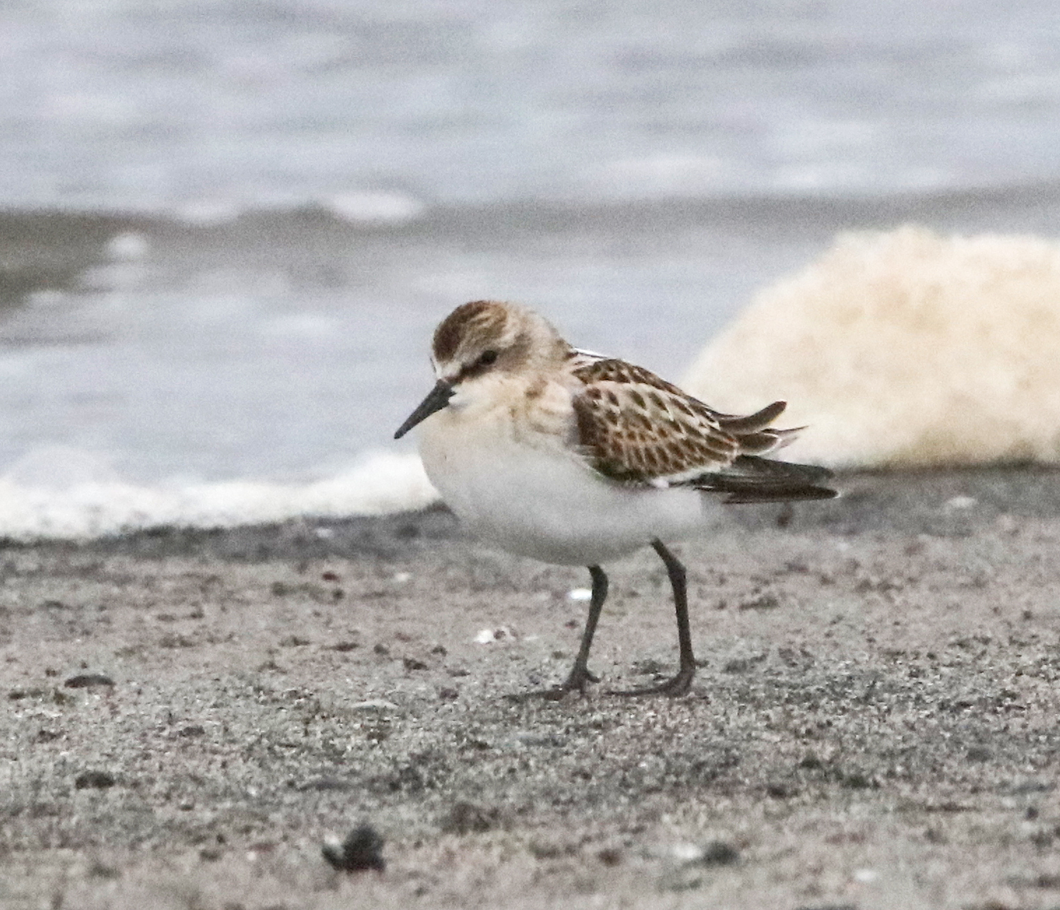 Little Stint