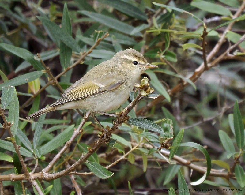 Greenish Warbler
