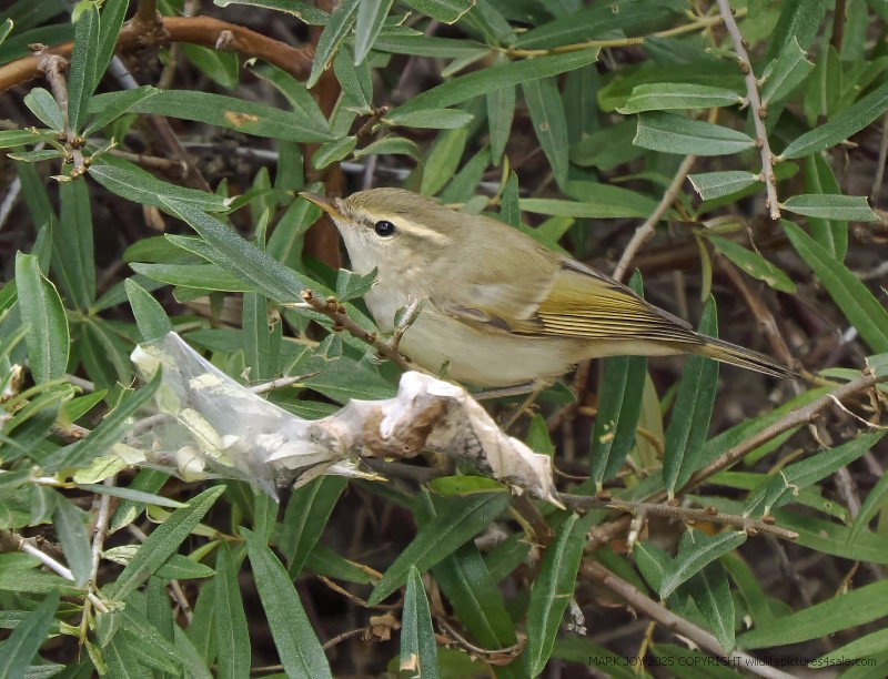 Greenish Warbler