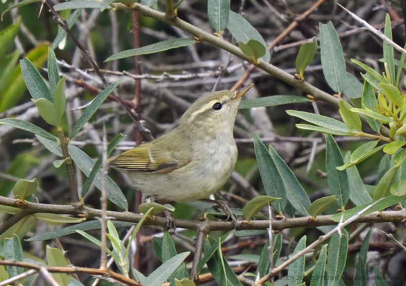 Greenish Warbler