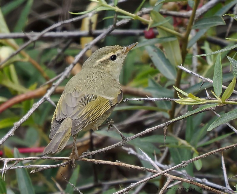 Greenish Warbler