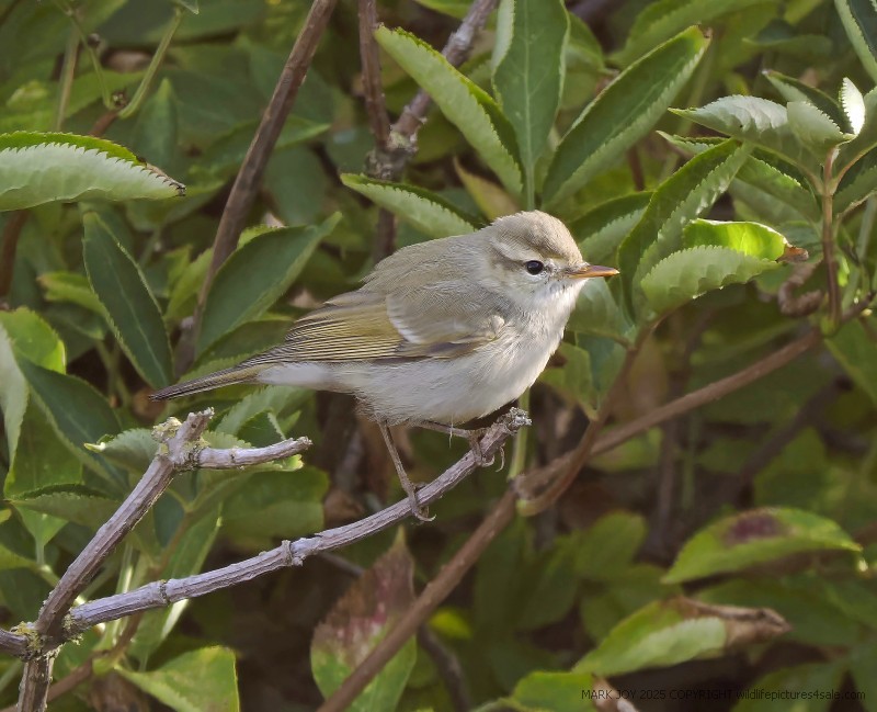 Greenish Warbler