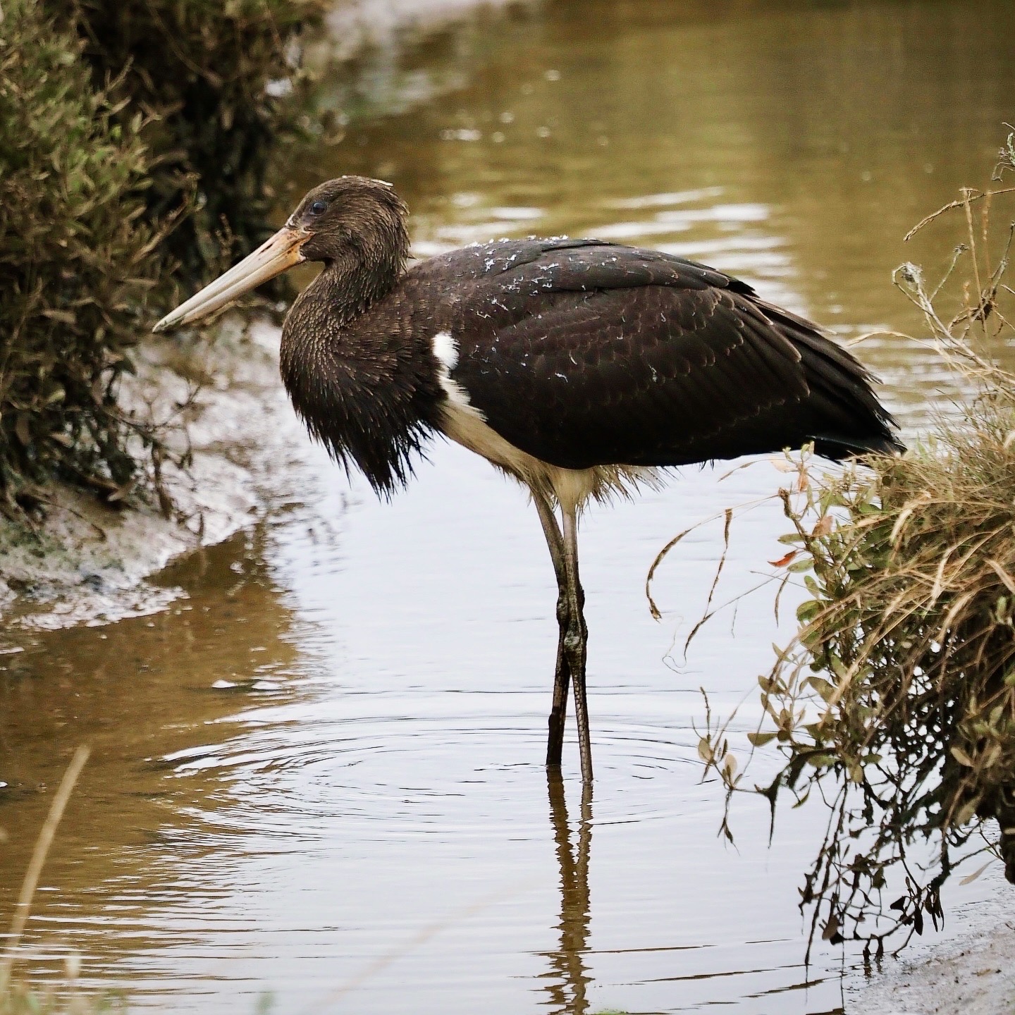 Black Stork