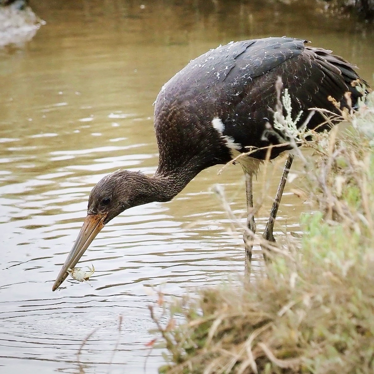 Black Stork