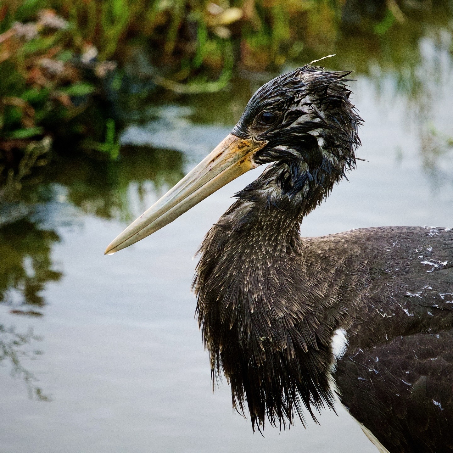 Black Stork