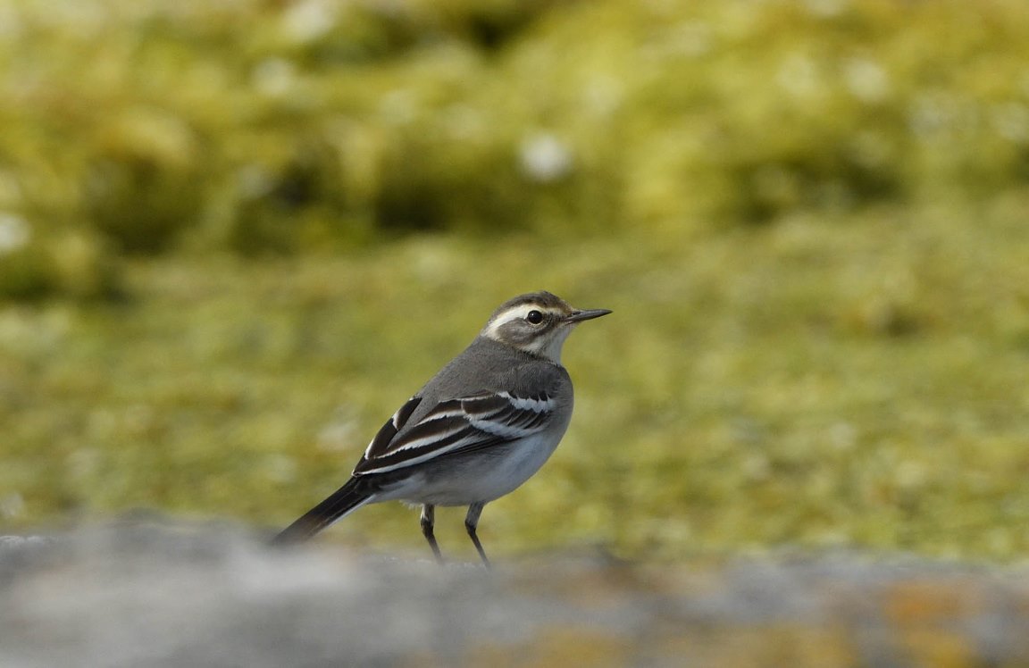 Citrine Wagtail