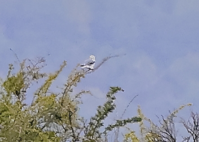 Black-winged Kite