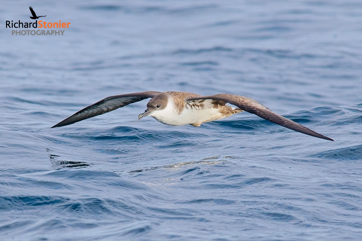 Great Shearwater