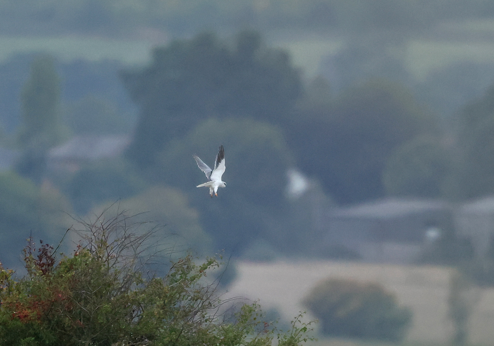 Black-winged Kite