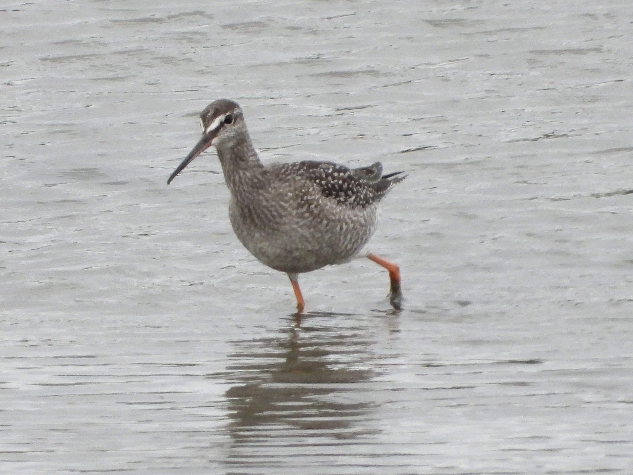 Spotted Redshank
