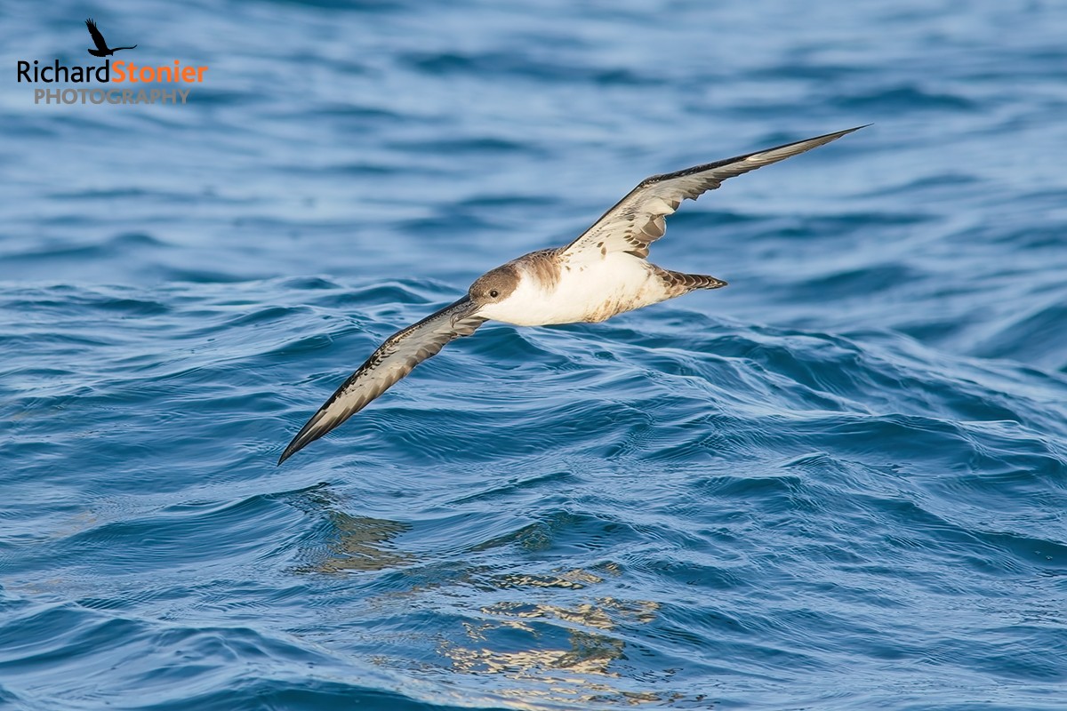 Great Shearwater