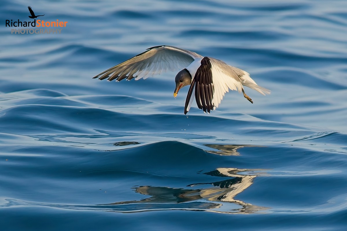 Sabine's Gull