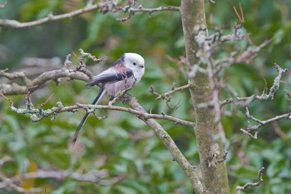 Northern Long-tailed Tit