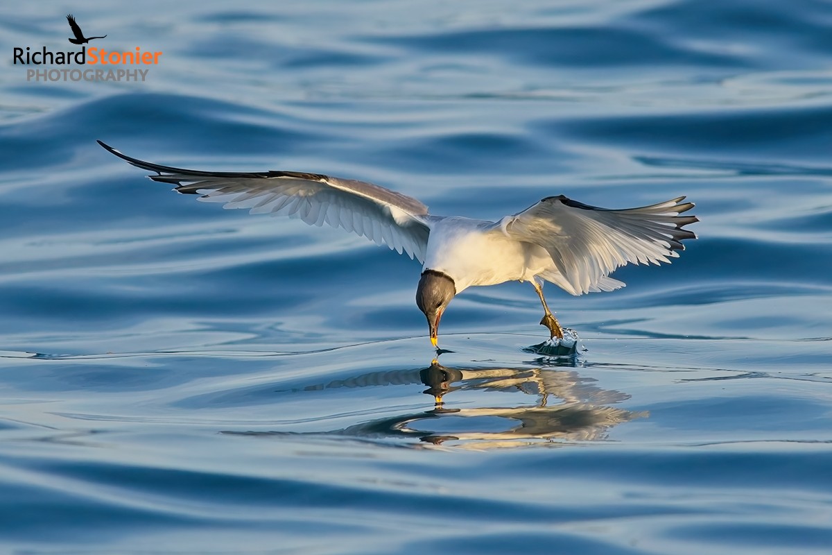 Sabine's Gull