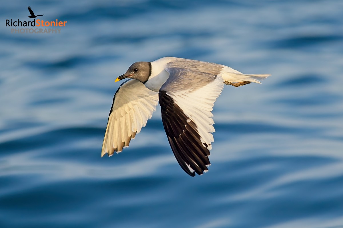 Sabine's Gull