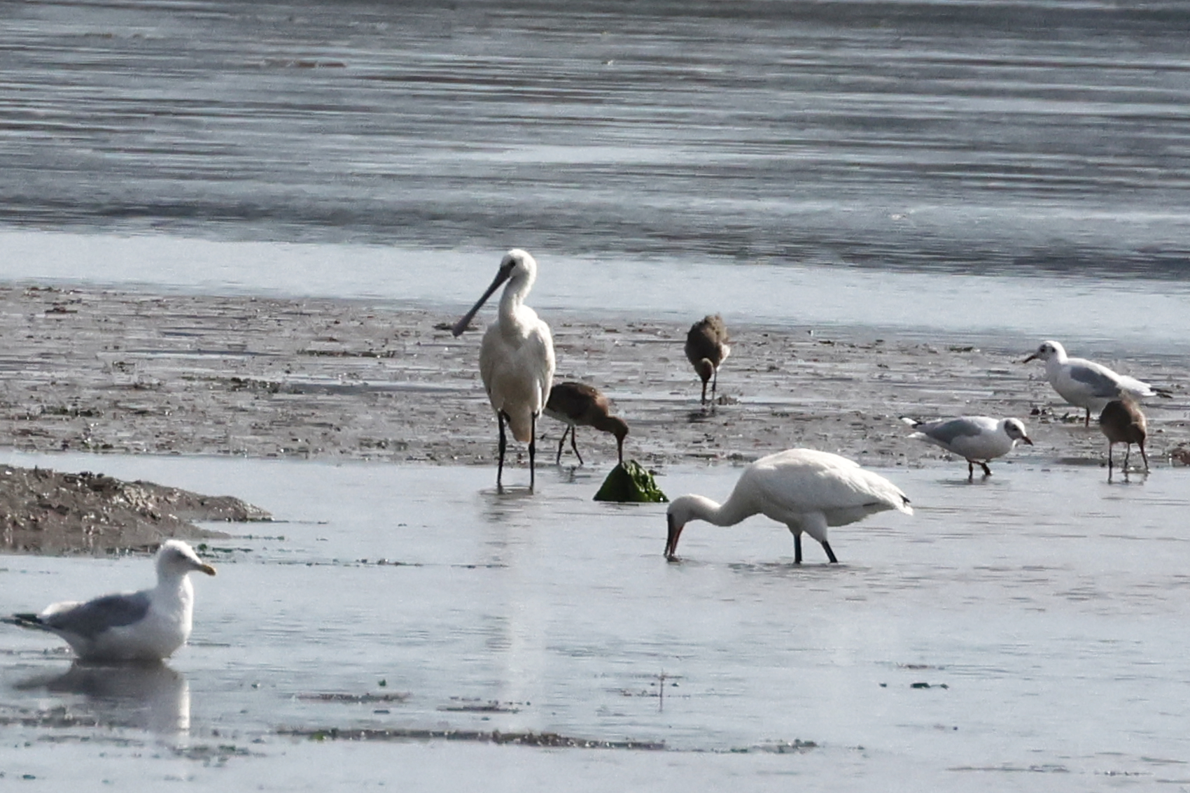 Spoonbill