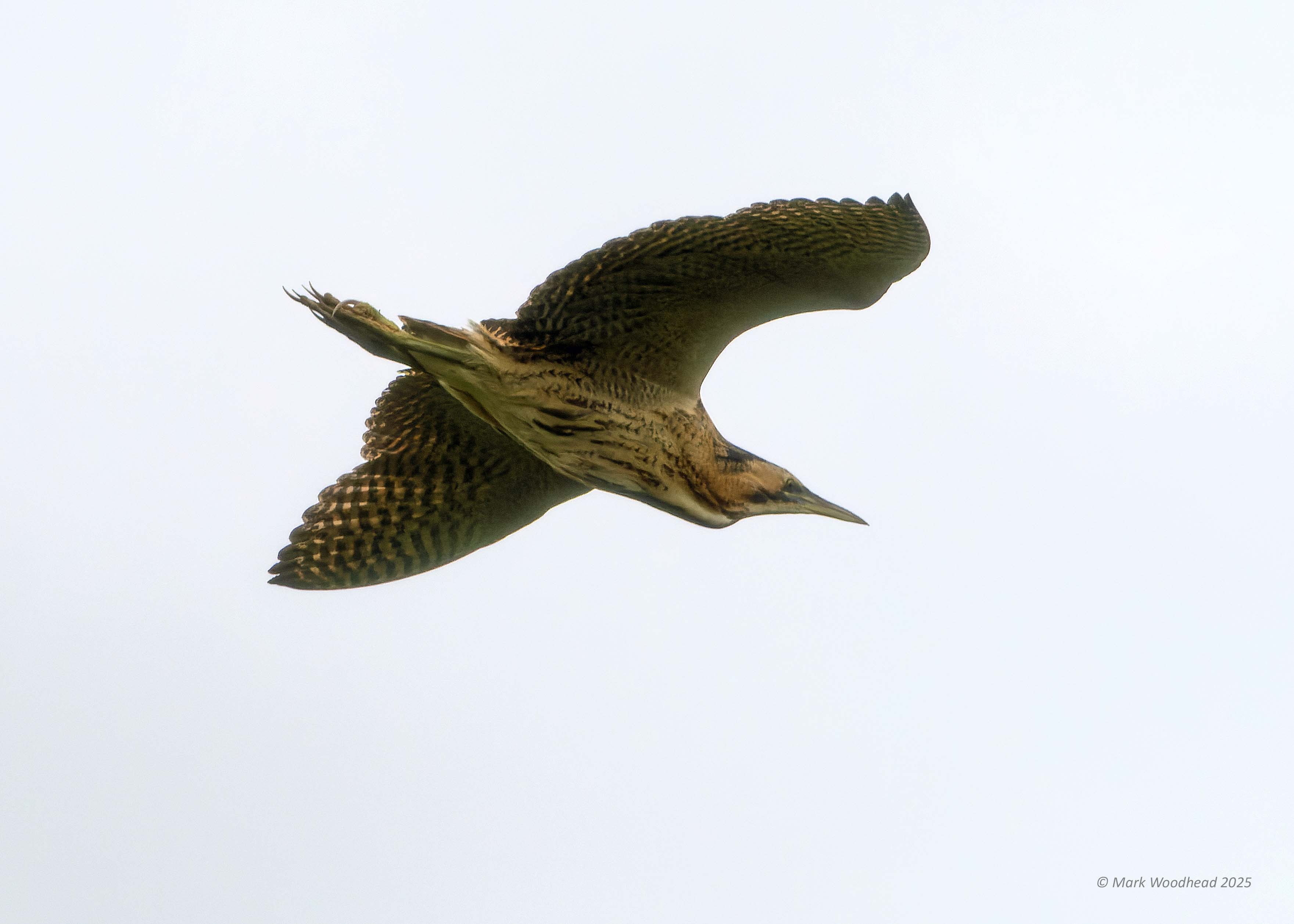 Bittern