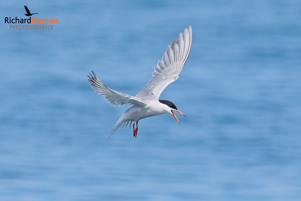 Common Tern
