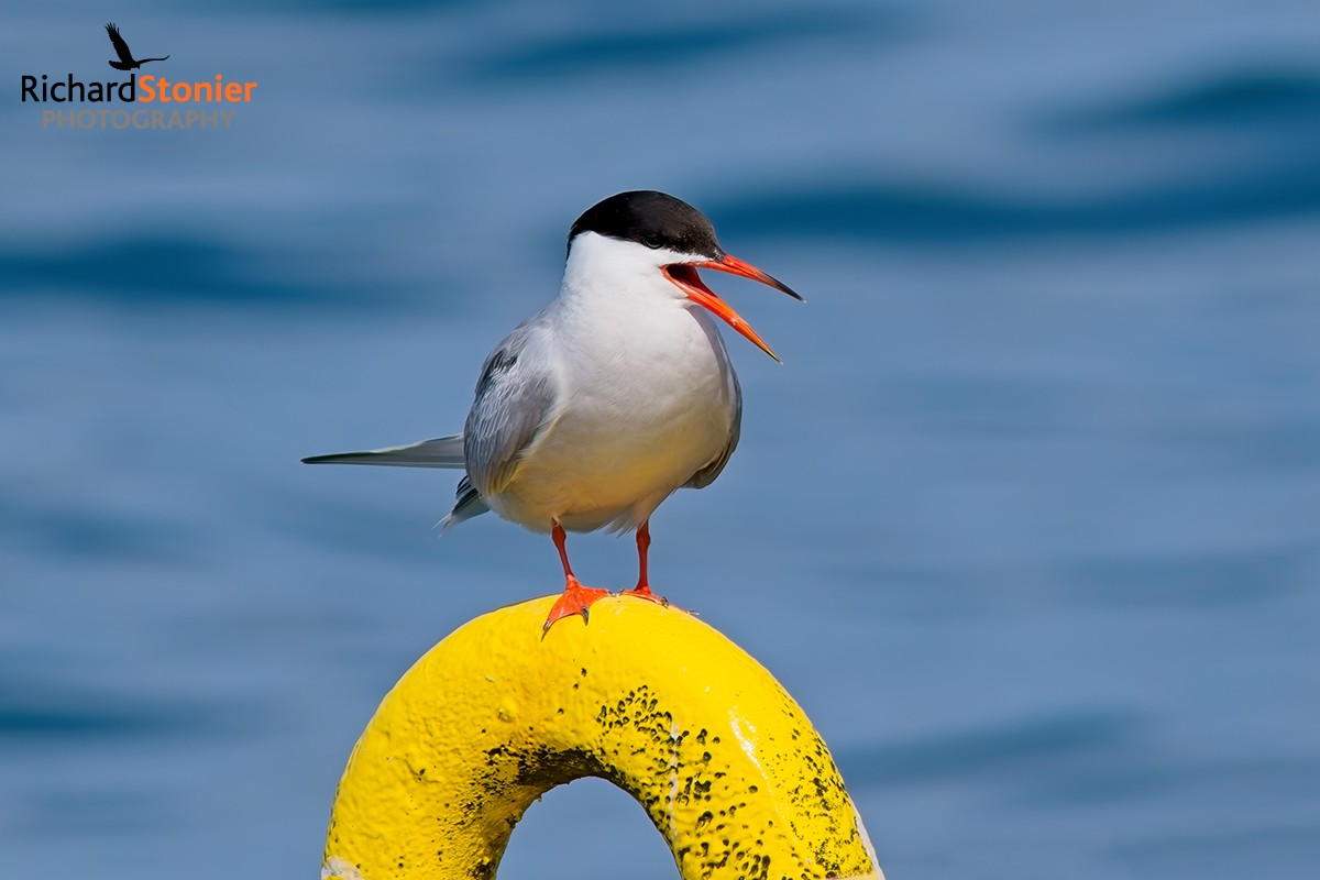 Common Tern